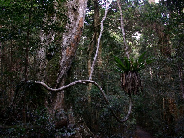 Rainforest